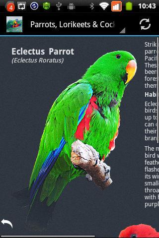 【免費書籍App】Parrots, Lorikeets & Cockatoos-APP點子