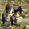 Swallowtail butterflies 'puddling'