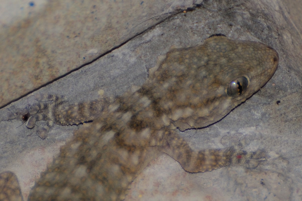 Common Wall Gecko, Salamanquesa
