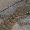 Common Wall Gecko, Salamanquesa