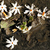 Oleaceae (Shiuli Phul)