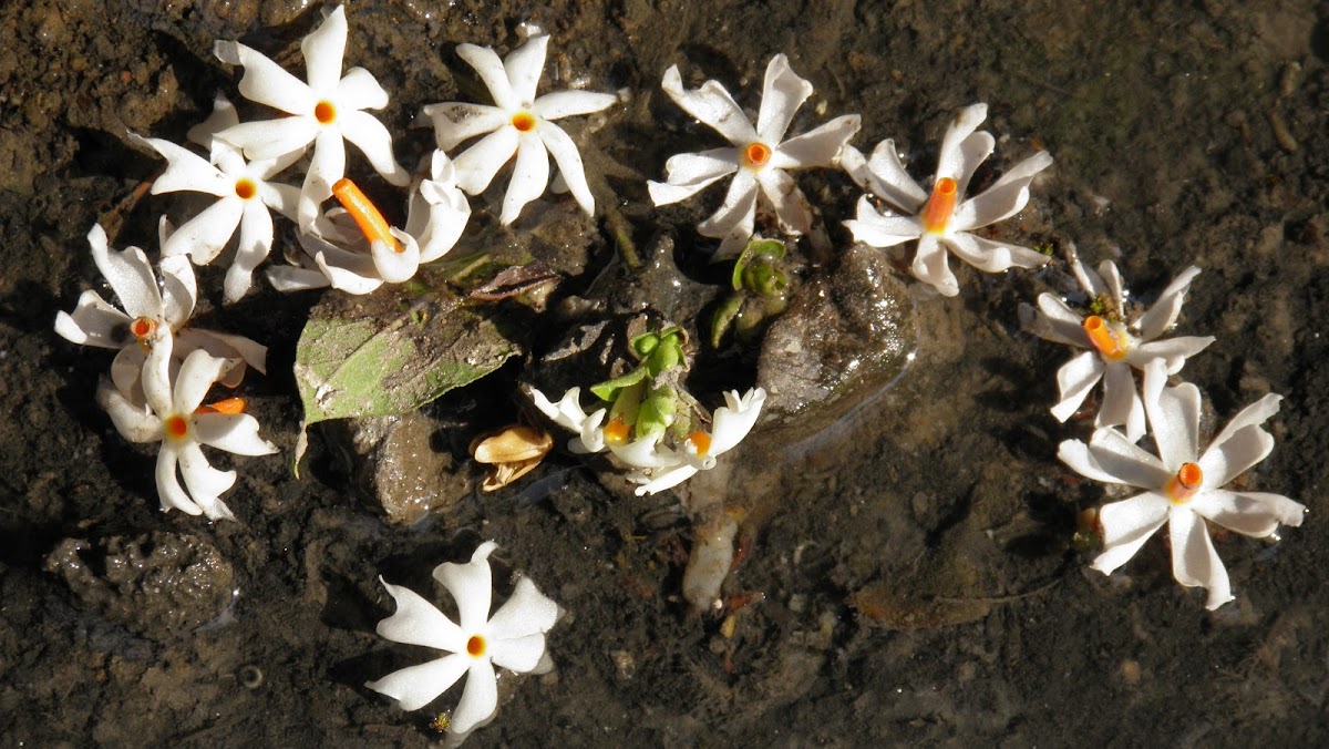 Oleaceae (Shiuli Phul)
