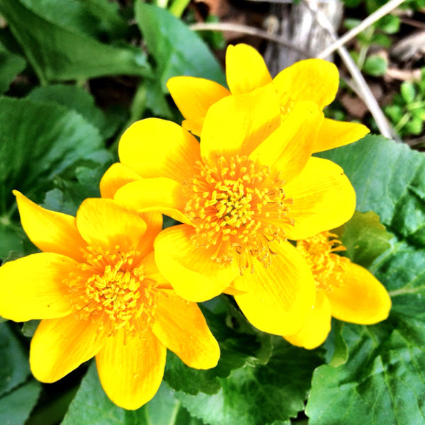 Distribution of Native and Invasive LookAlike Buttercups Project Noah