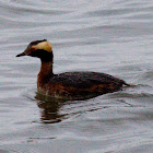 Eared Grebe