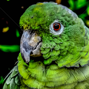 parrot by Maria Ferreira - Animals Birds