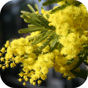 Mimosa Live Wallpaper.apk 1.1.1