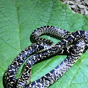 Speckled king snake