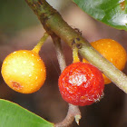 Speckle-leafed Fig