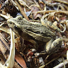 Striped Marsh Frog