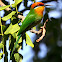 Bohm's Bee-eater