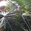 Australian cabbage palm