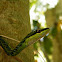 Andaman green bronzeback