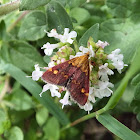 Purple moth