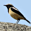 Buff-streaked Chat male