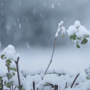 Realistic Snow Live Wallpaper.apk 1.0
