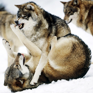 Wolves Live Wallpaper pt.apk 1.0