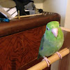 Pacific Parrotlet