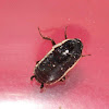 Lobe-winged-cockroach
