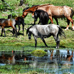 Wild horses by Antonio Amen - Animals Horses
