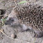 Erizo común (es), European Hedgehog (uk)