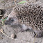 Erizo común (es), European Hedgehog (uk)