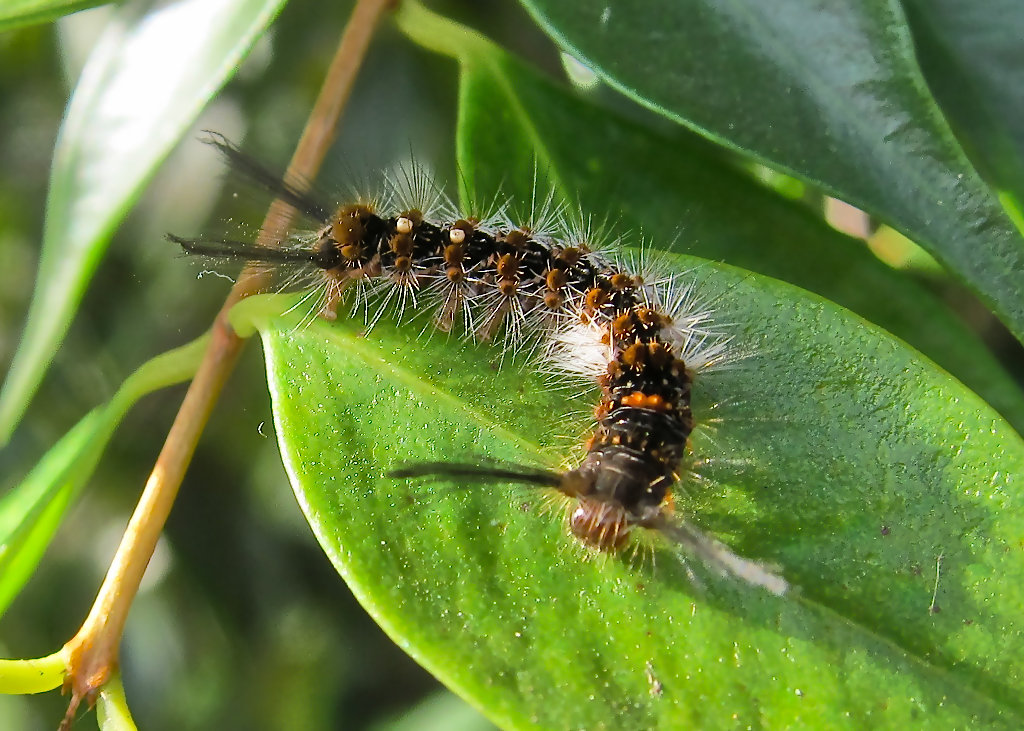 White Tussock Moth Caterpillar