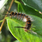 White Tussock Moth Caterpillar