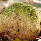 Common earthball