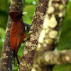 Scaly-breasted Woodpecker
