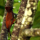 Scaly-breasted Woodpecker
