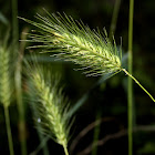 Wild Rye