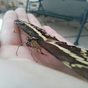 Western Giant Swallowtail butterfly