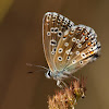 Mariposa (Adonis Blue)
