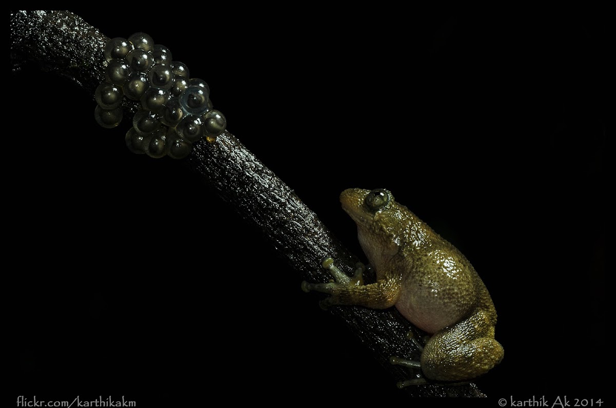 Humayun's night frog.