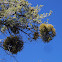 juniper mistletoe