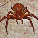 Ground crab spider
