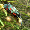 Six-spot Burnet Moth / Livadna ivanjska ptičica