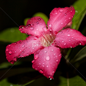 UNTITLED by Herken Kenken - Flowers Flowers 2011-2013