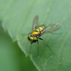 Long-Legged Fly