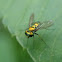 Long-Legged Fly