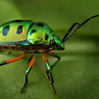 Green  Jewel Bug