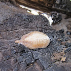 Mantis egg case