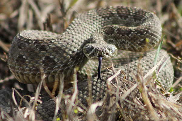 Prairie Rattlesnake | Project Noah