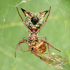 Arrow-shaped Micrathena Spider