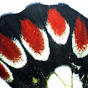Red spotted jezebel