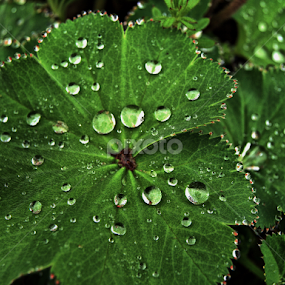 Freshness by Goran Lee - Nature Up Close Leaves & Grasses