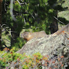 Yellow Bellied Marmot / Rock Chuck / Whistle Pig