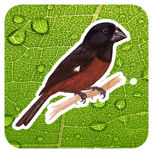 Canto Curió.apk 1.0
