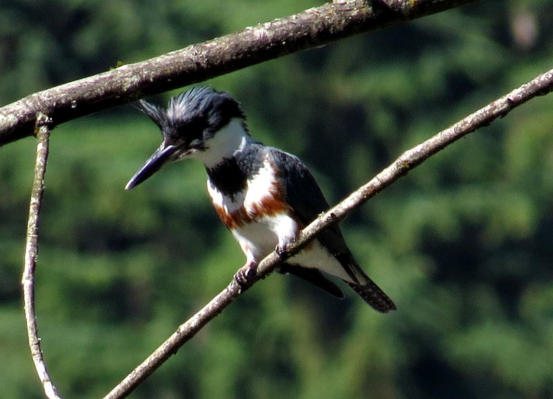 Belted Kingfisher