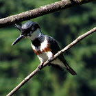 Belted Kingfisher